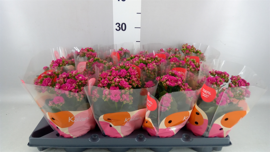 Kalanchoe Double Rose Flowers Rafaela 10Ø 20cm