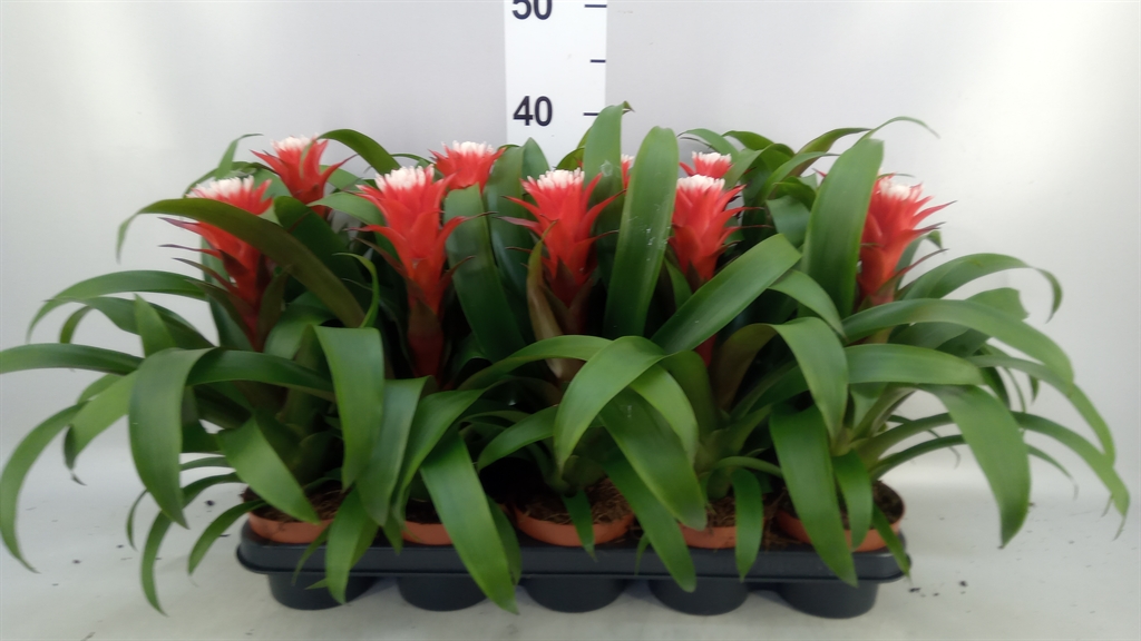 Guzmania Hope 12Ø 33cm