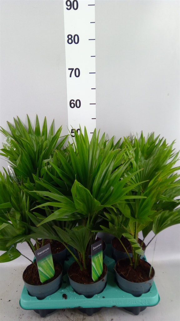 Livistona Rotundifolia 12Ø 35cm
