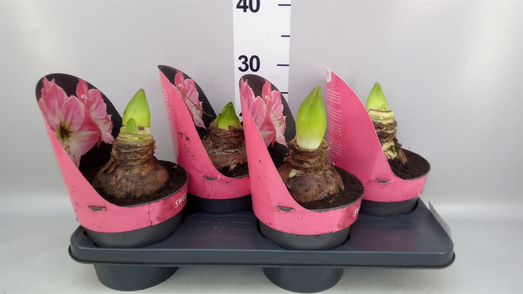 Hippeastrum Sweet Star 17Ø 25cm