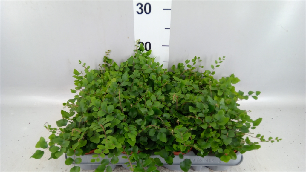 Pellaea Rotundifolia 8Ø 20cm