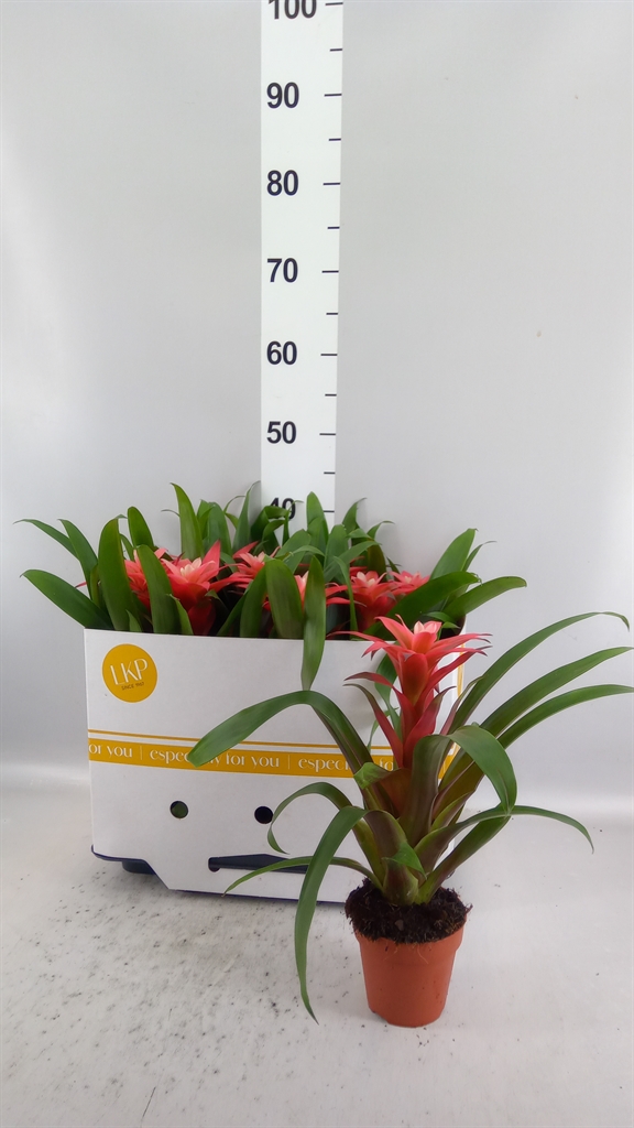 Guzm Libby 510Ø 30cm