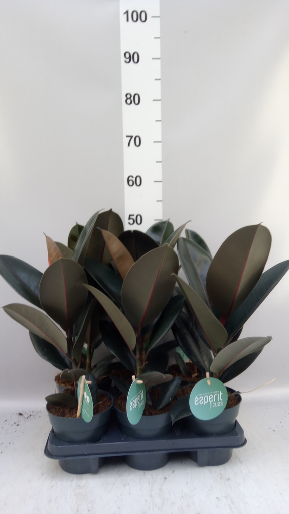 Ficus Abidjan 14Ø 40cm