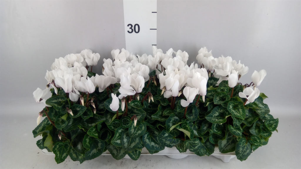Cyclamen Super Serie Allure 10Ø 20cm