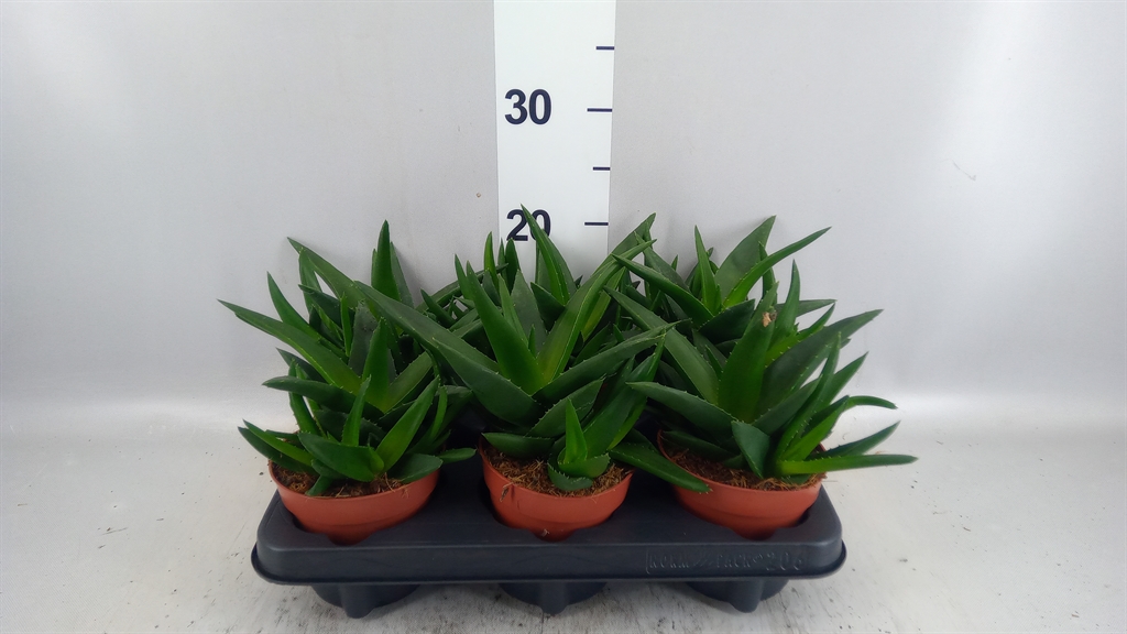 Haworthia West Jogoo 12Ø 17cm