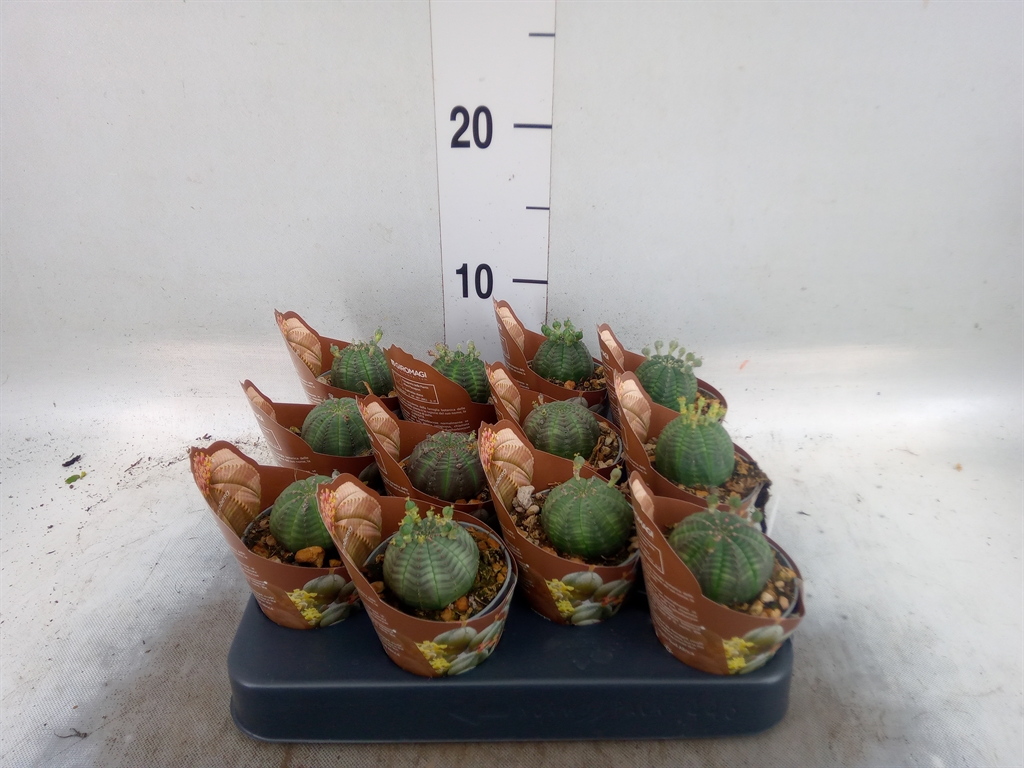 Euphor Succulenten 506Ø 9cm