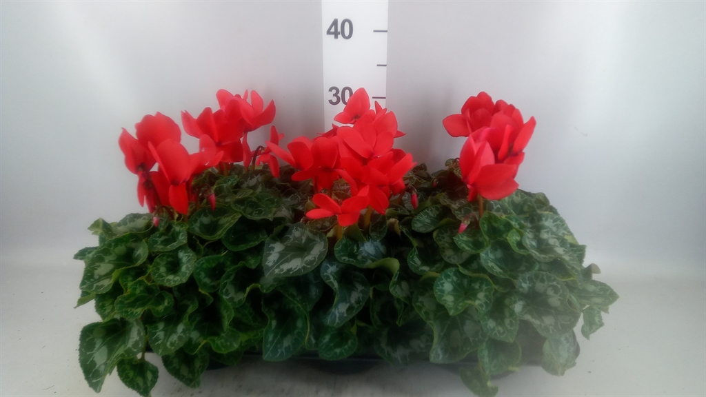 Cycl Gr Halios 13Ø 30cm