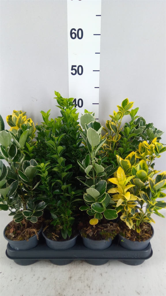 Euonymus Mix 10Ø 35cm