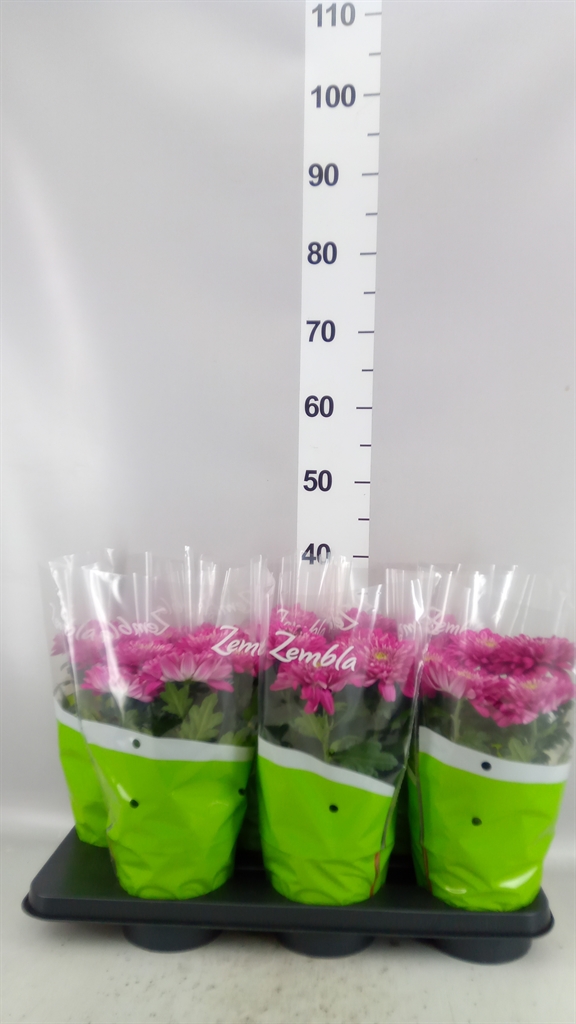 Chrysanth Desna 15Ø 33cm