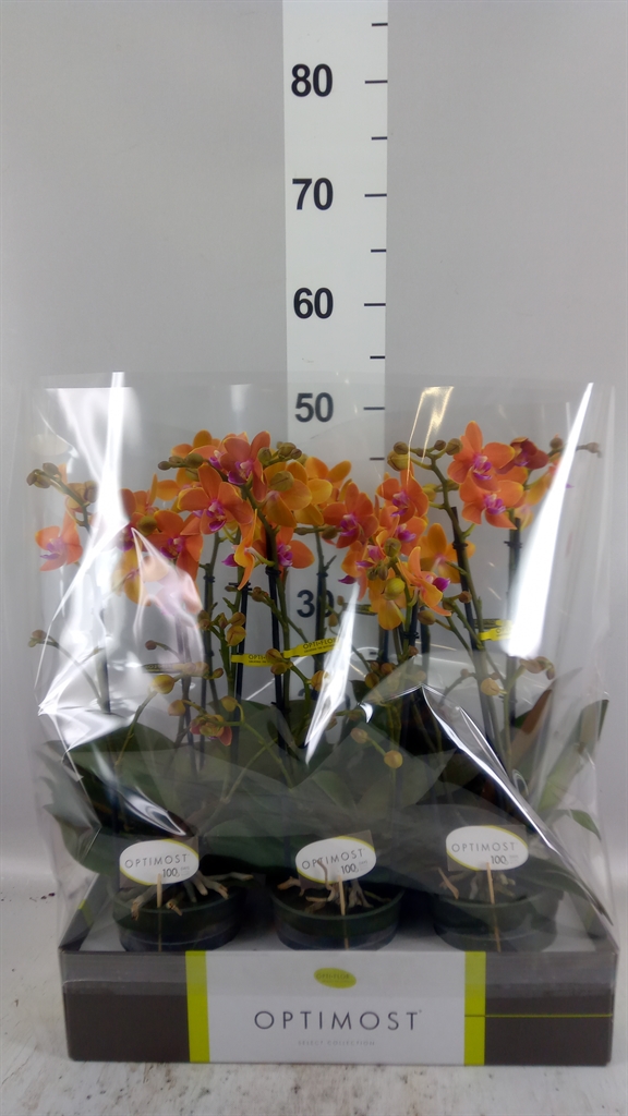 Phalaenopsis Multiflora Paprika 12Ø 45cm 2st