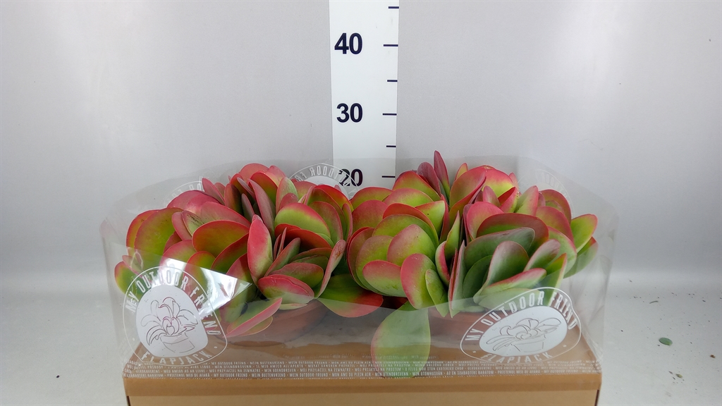 Kalanchoe Thyrsiflora 22Ø 27cm