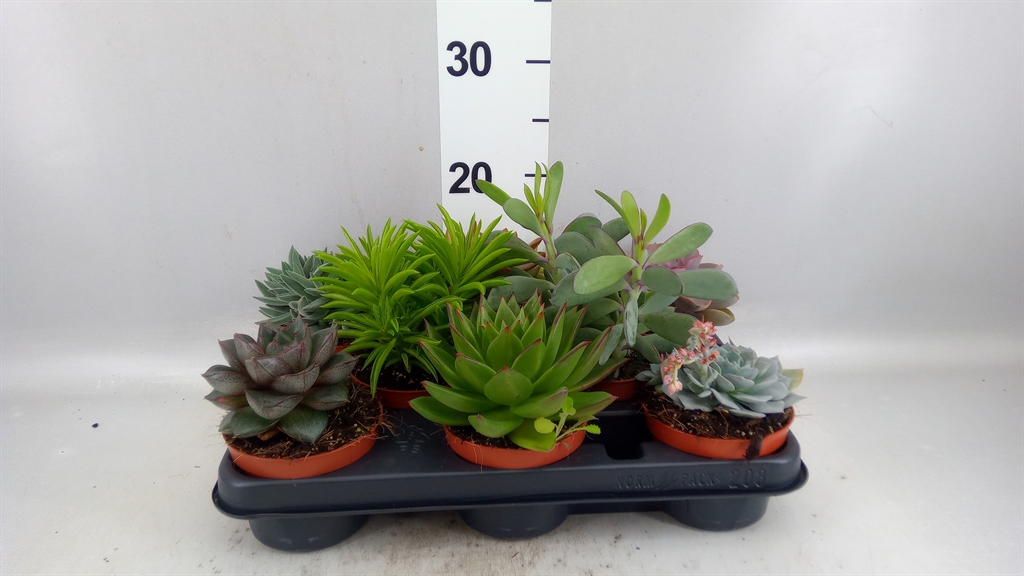 Succulenten Overig 510Ø