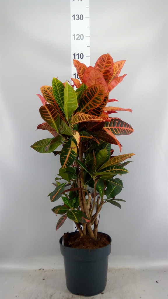 Codiaeum Big Leaf Petra 24Ø 100cm