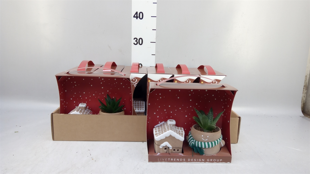 Haworthia 6Ø 25cm