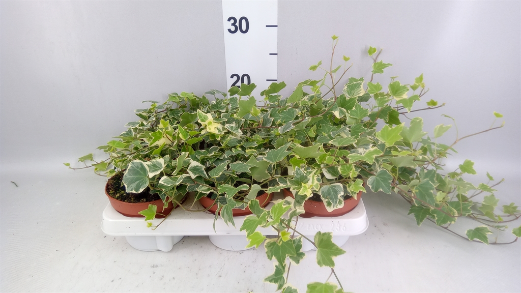 Hedera Helix Eva 13Ø 30cm