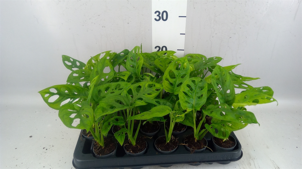 Monstera Adansonii Monkey Leaf 5Ø 25cm