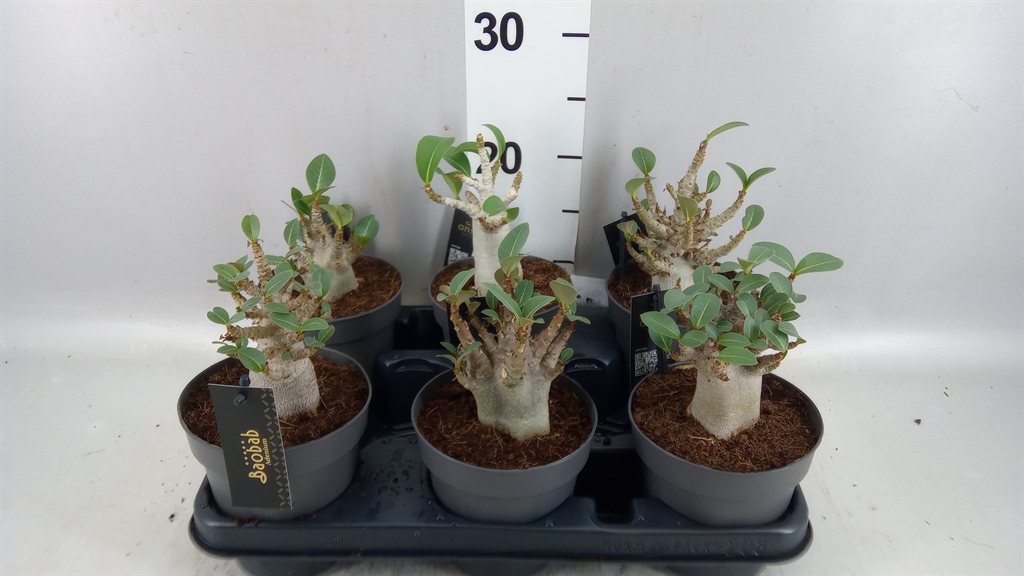 Adenium Ansu Baobab 12Ø 25cm