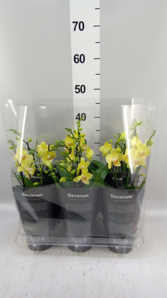 Phalaenopsis Multiflora Anthura Albenga 12Ø 40cm 503st