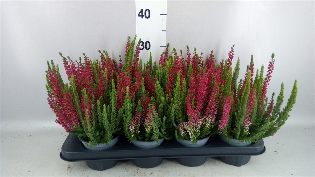 Calluna Vulgaris Beauty Seasons Mintberry Mix 12Ø 17cm