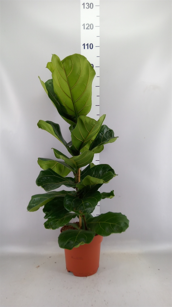 Ficus Lyrata 21Ø 105cm