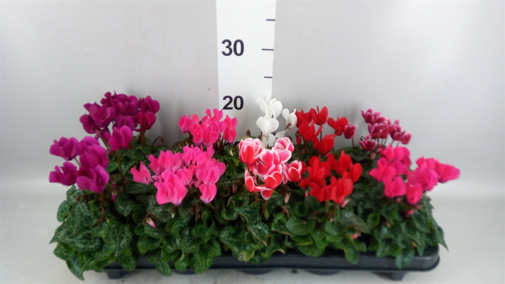 Cyclamen Super Serie Verano 9Ø 18cm