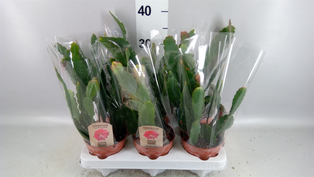 Epiphyllum Ov 12Ø 40cm