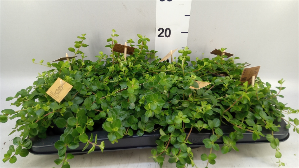 Peperomia Rotundifolia 10Ø 15cm
