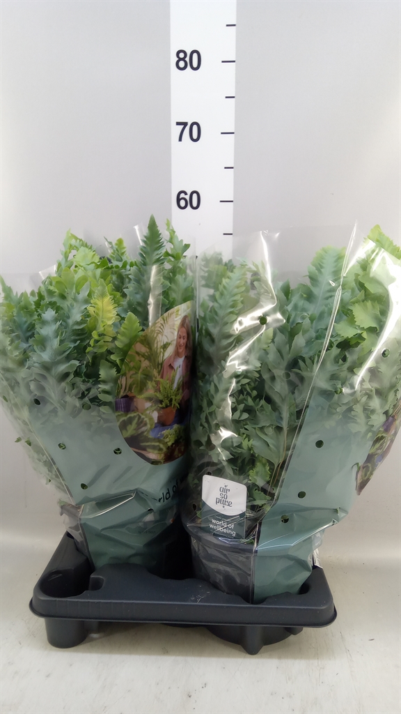 Phlebodium Aureum Davana 20Ø 40cm
