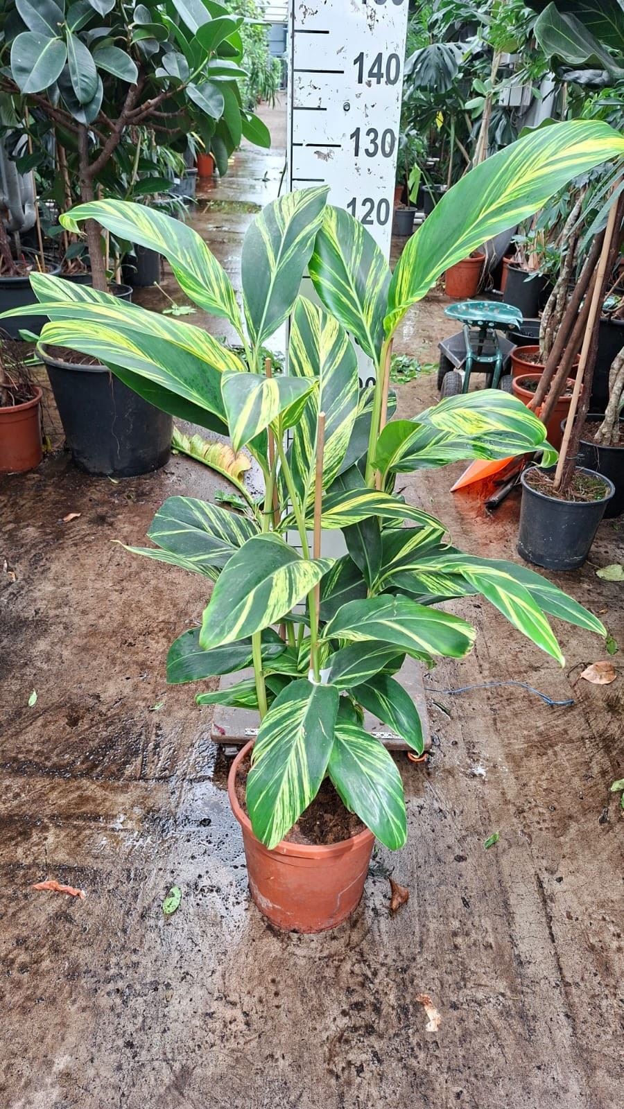 Alpinia Variagata 30Ø 130cm
