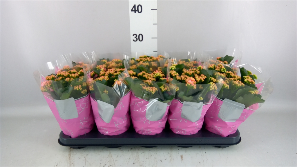 Kalanchoe Double Perfecta Pink 12Ø 25cm