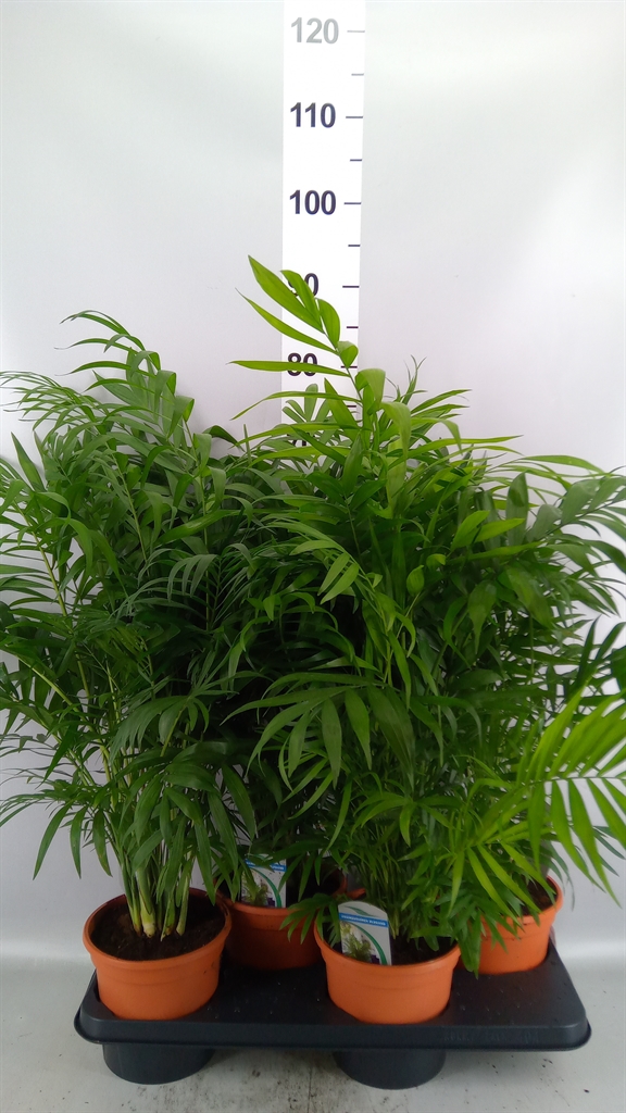 Chamaed Elegans