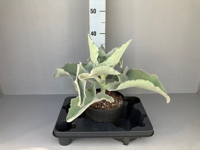 Kalanchoe Beharensis 17Ø 45cm