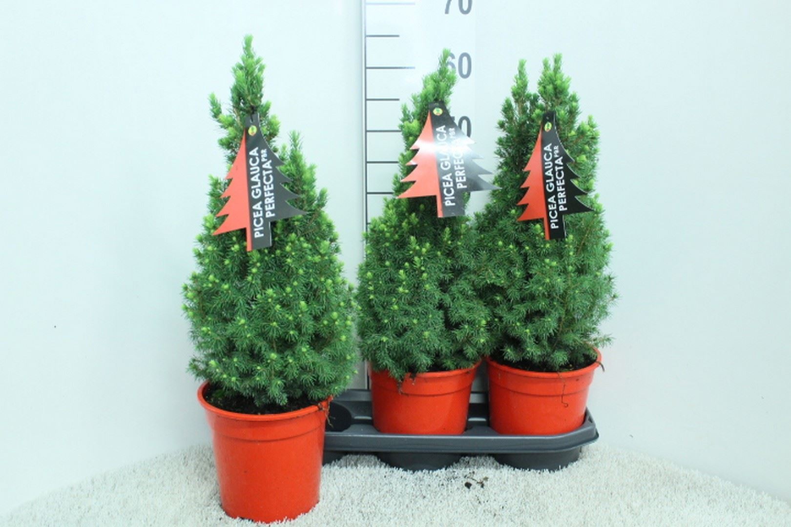 Picea Perfecta 19Ø 65cm