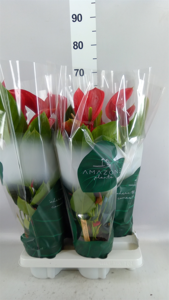 Anthurium Melodia 14Ø 45cm
