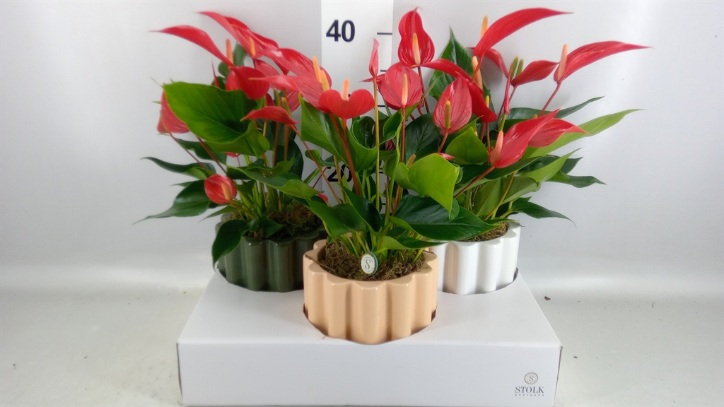 Anthurium Banderola Roja 12Ø 40cm