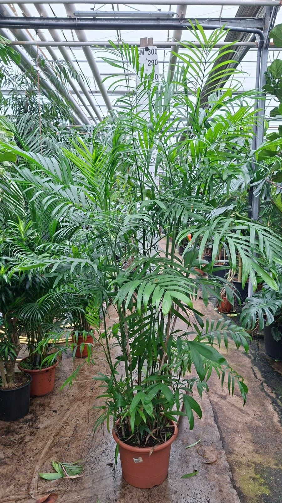Chamaedorea Seifrizii 45Ø 250cm