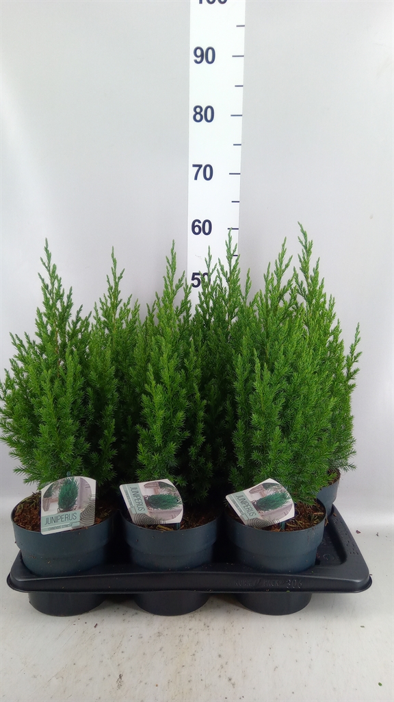 Juniperus Stricta 17Ø 55cm