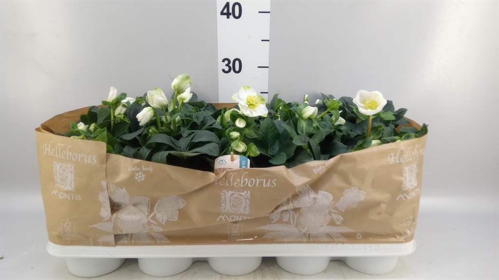 Helleborus Christmas Carol 12Ø 24cm