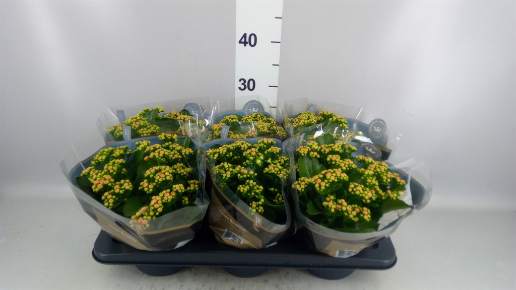 Kalan B Ge R D Alano 15Ø 27cm