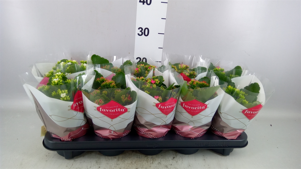 Kalanchoe Single Mix 5 Colours 10Ø 22cm