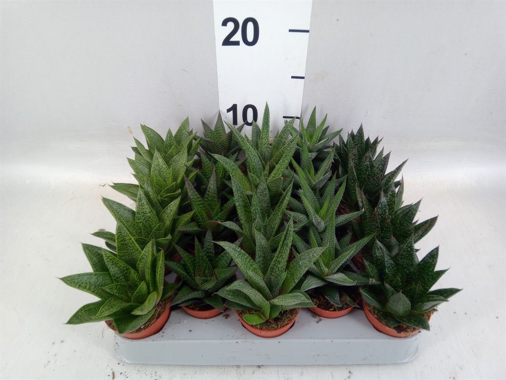 Aloe Mix 5Ø 8cm