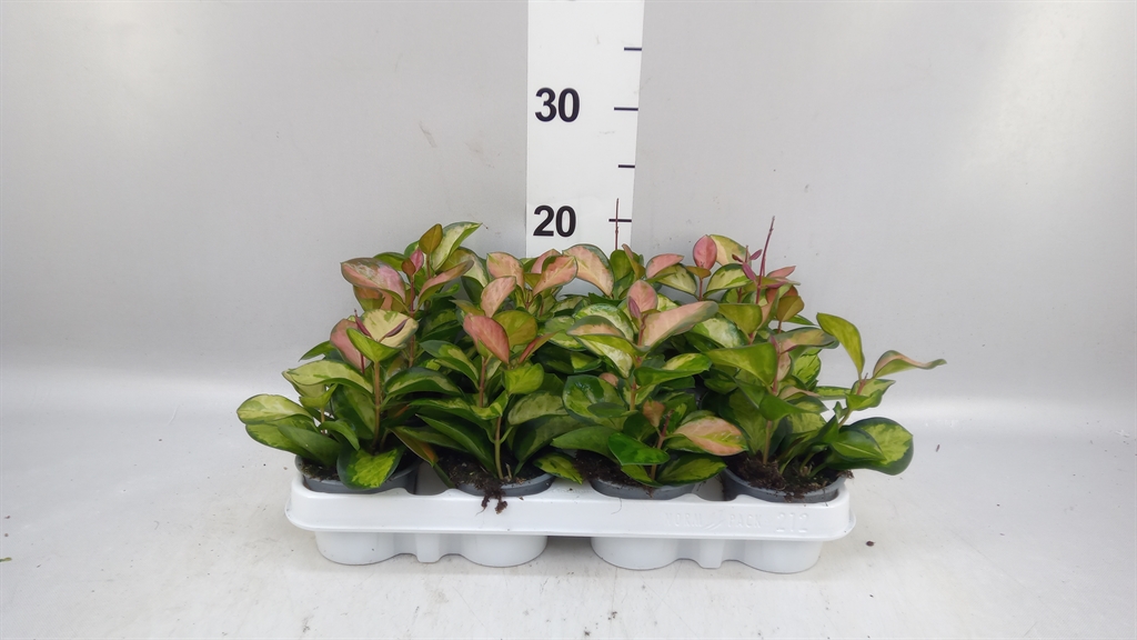 Hoya Carn Tricolor 9Ø