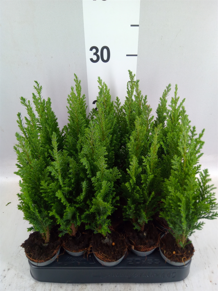 Chamaecyparis Ellwoodii 5Ø 25cm