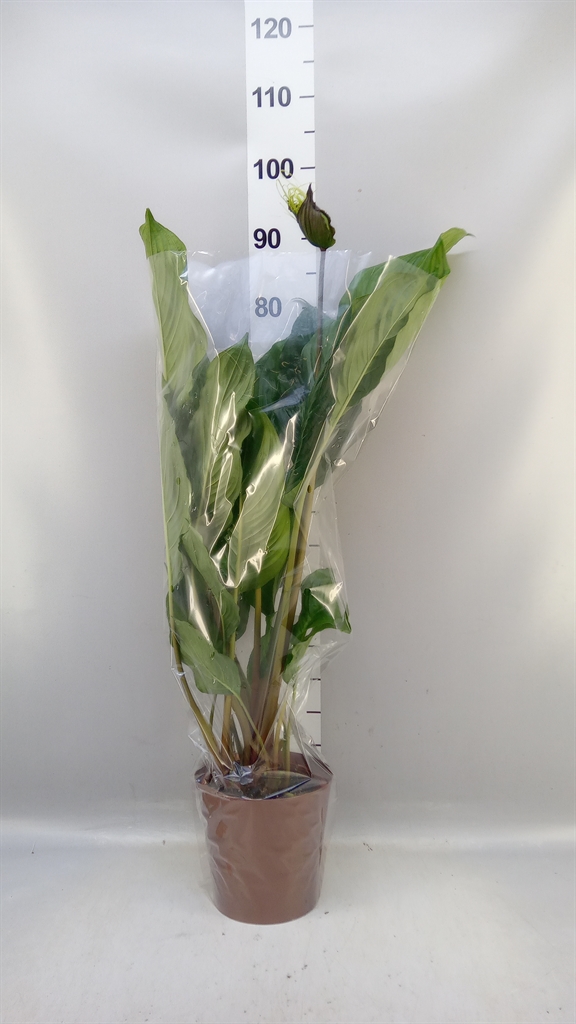 Tacca Chantrieri 17Ø 80cm