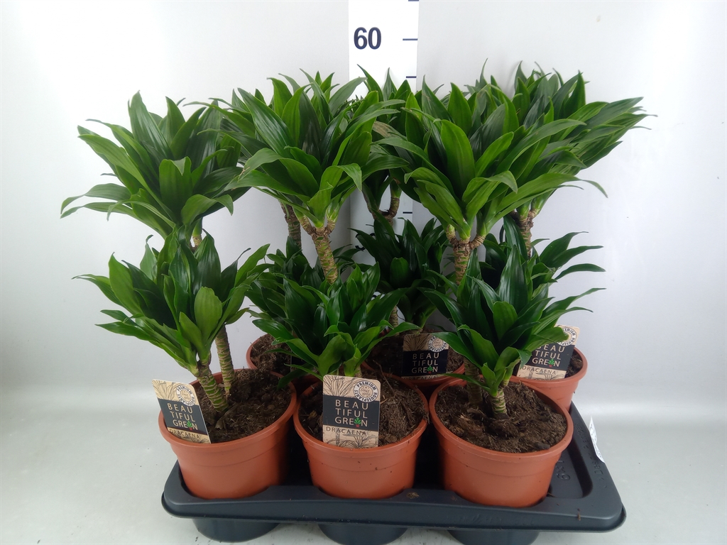 Dracaena Compacta 17Ø 55cm