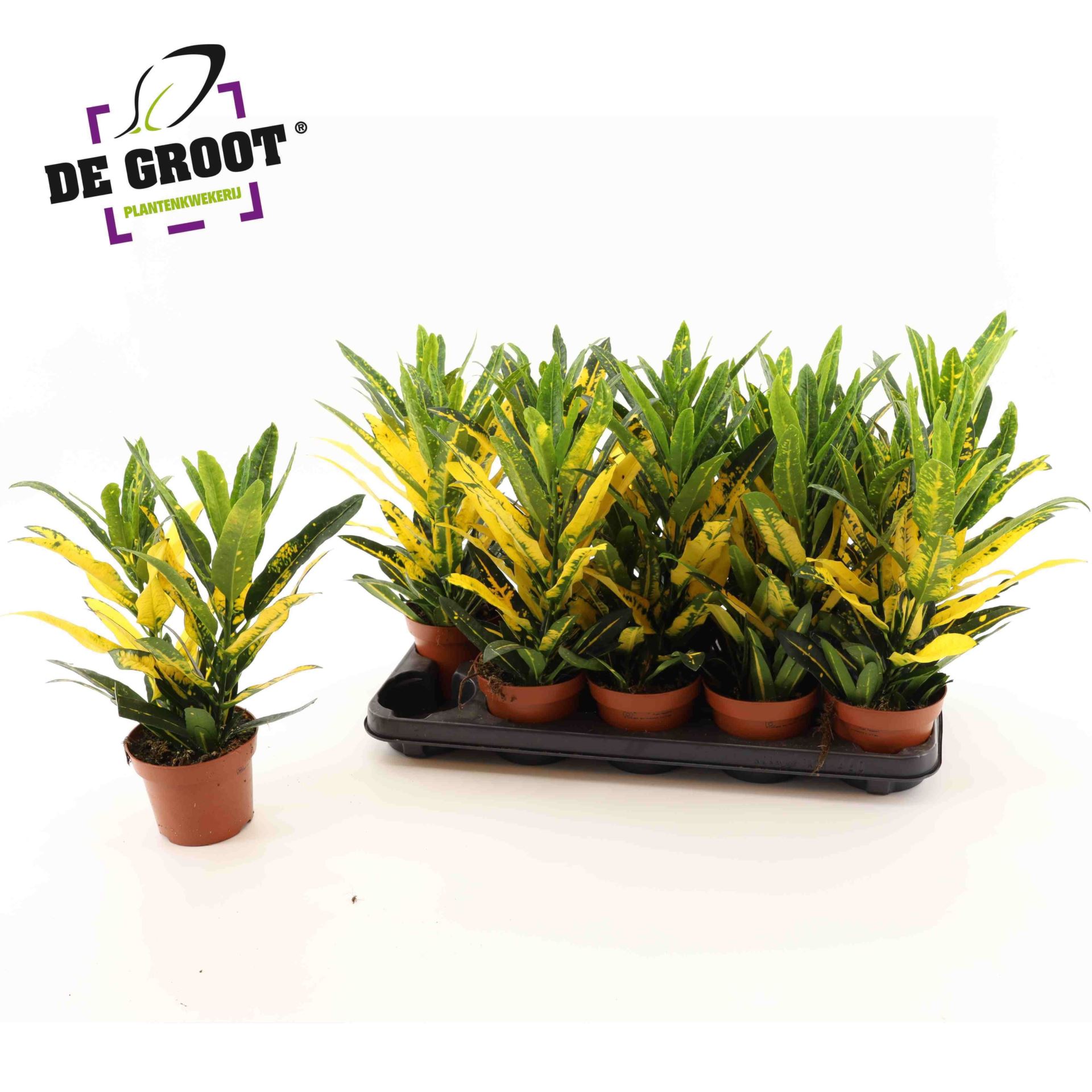 Codiaeum Small Leaf Sunny Star 12Ø 40cm
