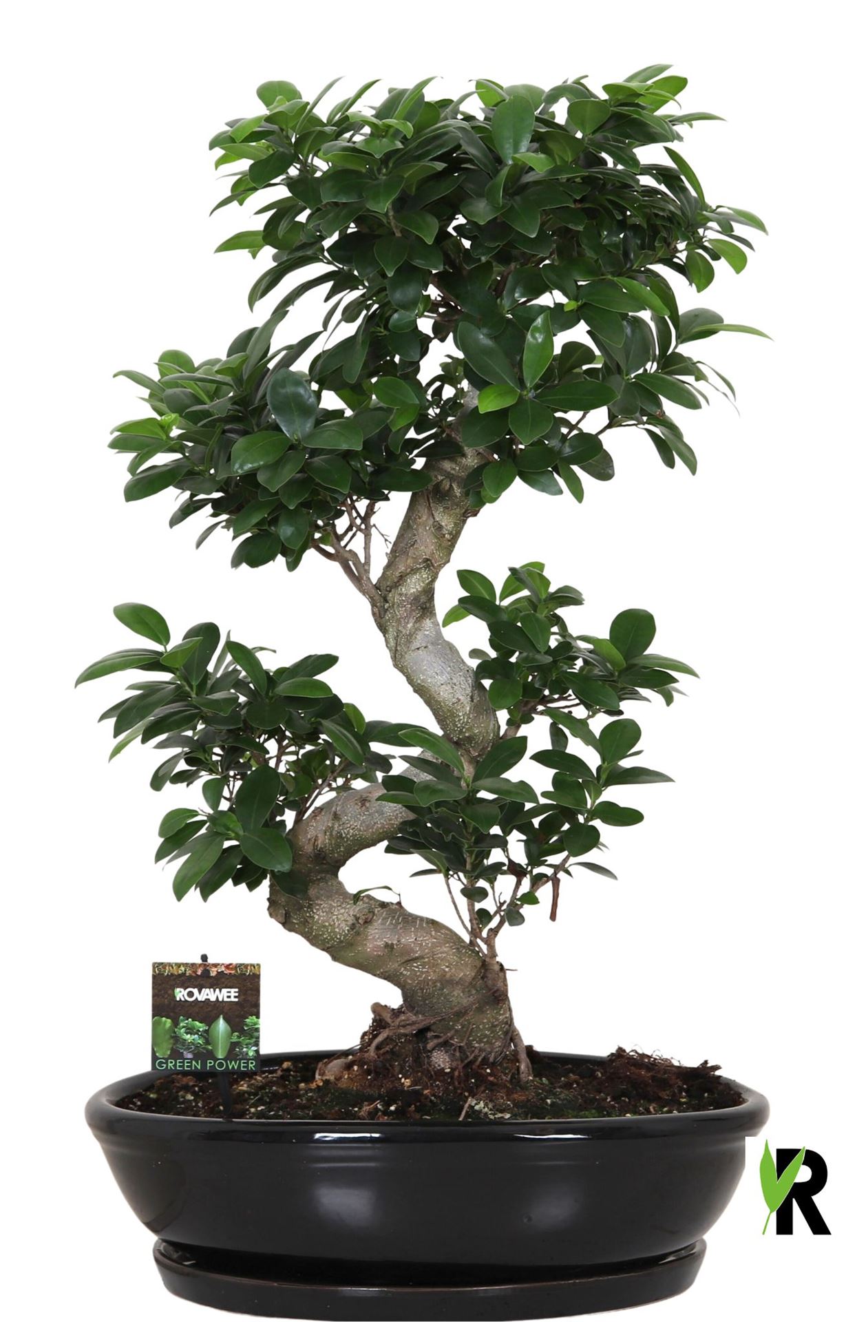 Ficus Microcarpa Ginseng 45Ø 85cm