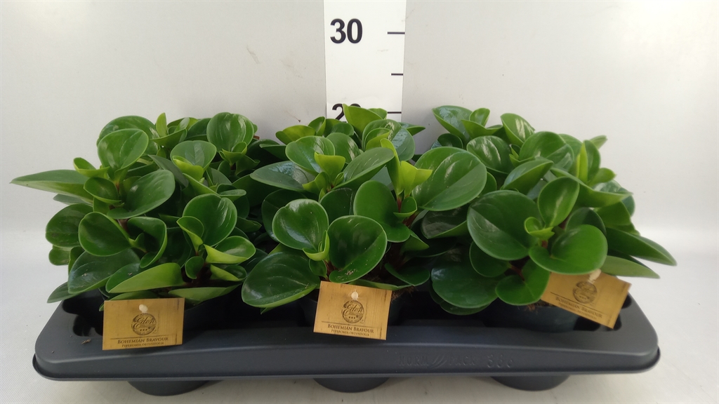 Peperomia Obtusifolia Green Gold 12Ø 20cm