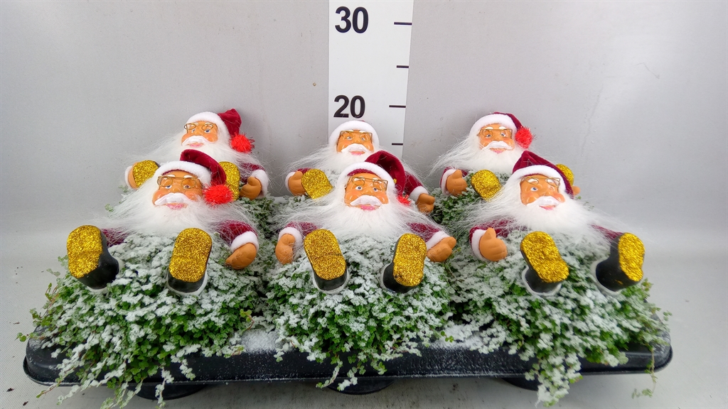 Solei Soleir Groen 13Ø 21cm