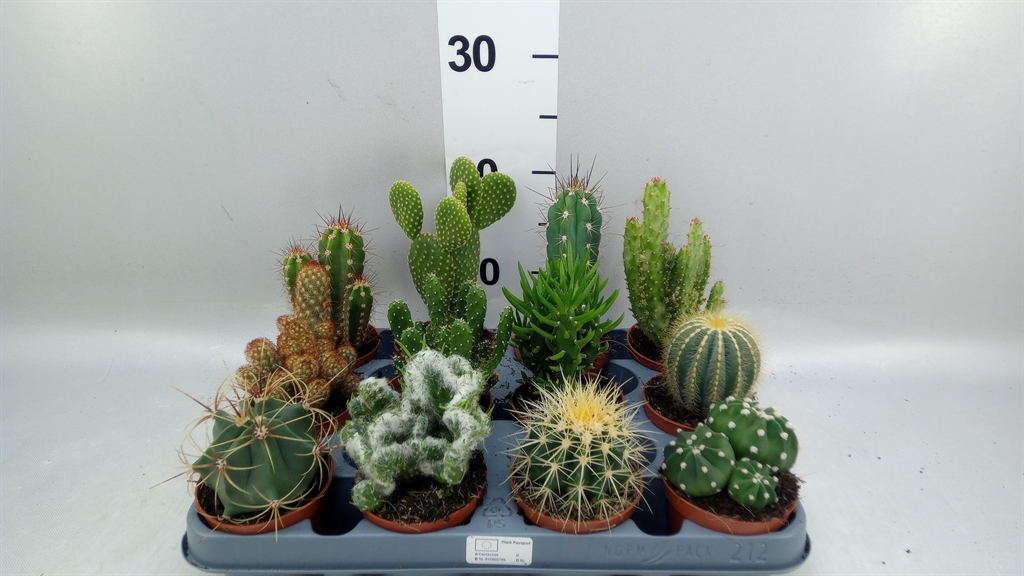 Cactus Mix 8Ø 10cm
